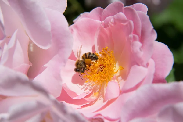 Abeja con polen — Foto de Stock