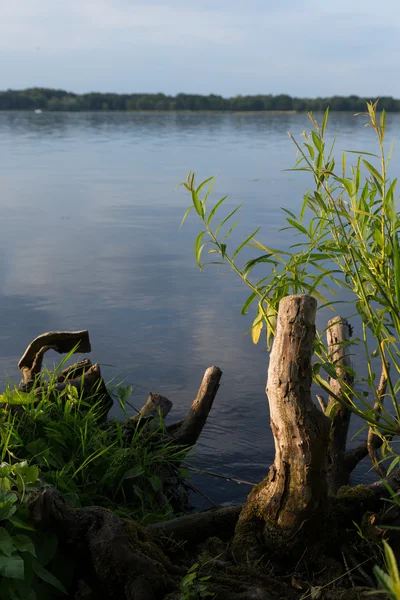 Дерево пень на озері — стокове фото