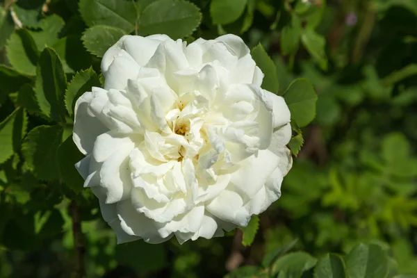 White peasant Rose — Stock Photo, Image