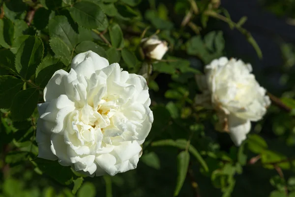 Two peasant rose flowers — Stock Photo, Image