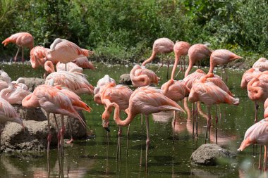Gölette flamingolar
