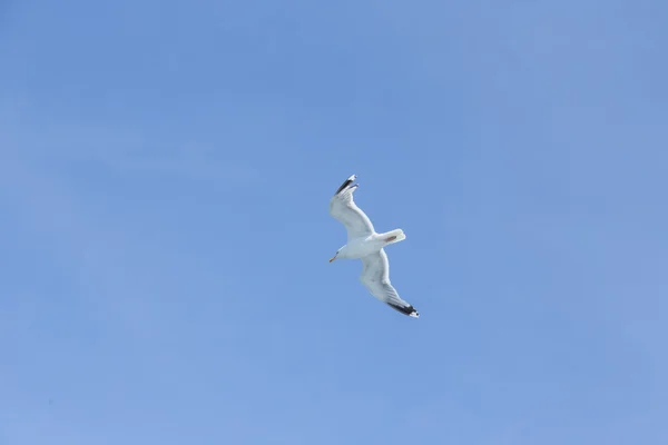 Gaviota en el aire — Foto de Stock