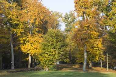 yeşil ağaçlar ile tepelik orman