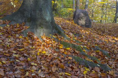 Ağaç kökleri ve spot ışık