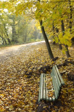 sonbahar yaprakları ile Park bankında