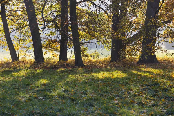 Podzimní les v podsvícení — Stock fotografie