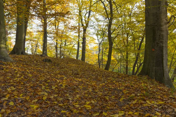 Hügel im Park — Stockfoto