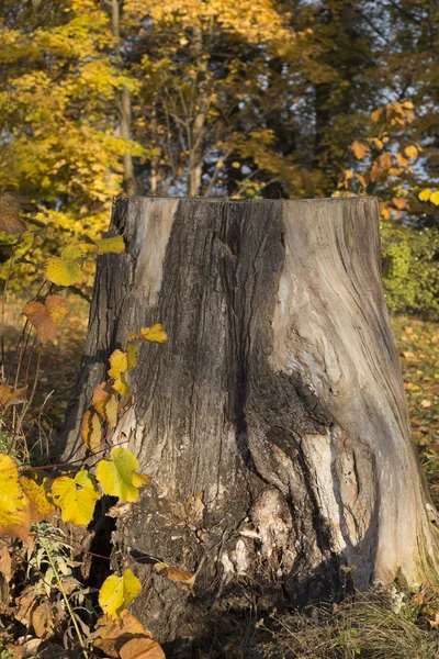 Tronco d'albero al sole — Foto Stock