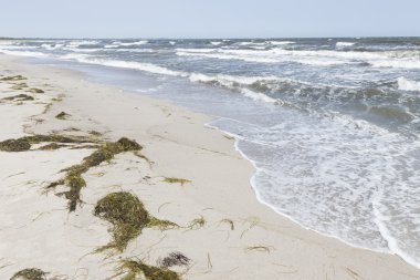 Tang ile Baltık sörf