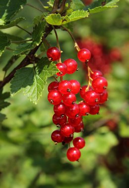 Olgun kırmızı kuş üzümü çilek şube