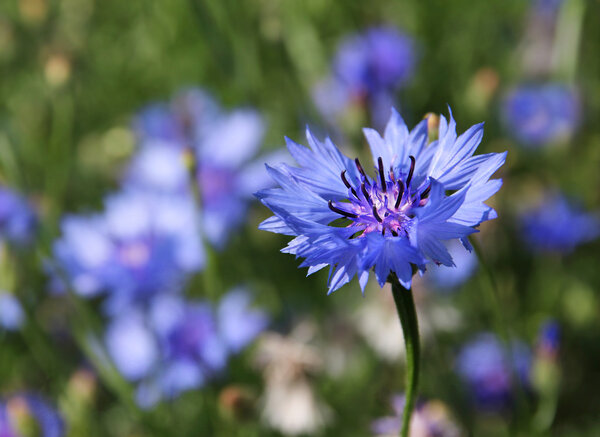 Cornflower Centaurea cyanus