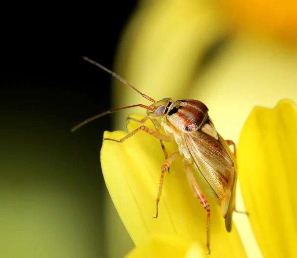 Lygus punctatus rovar-ban sárga virág — Stock Fotó