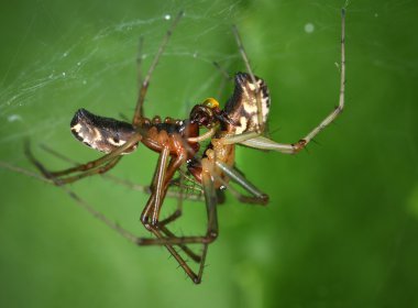 Çiftleşme ortak hamak-weaver örümcekleri