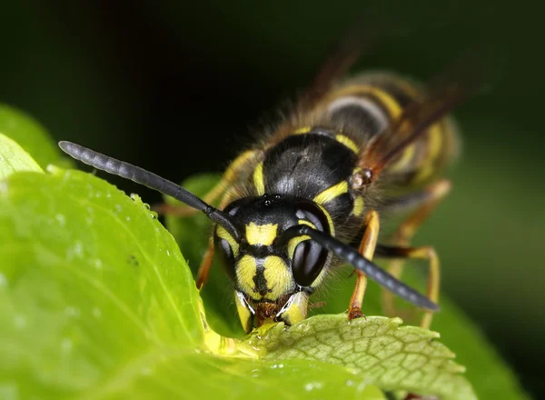 Busy wasp eating nectar macro — Stock Photo, Image