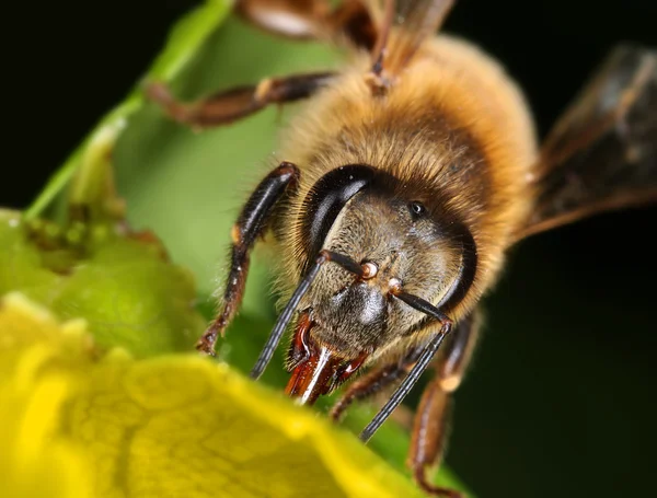 Biet samlar nektar på grön växt — Stockfoto