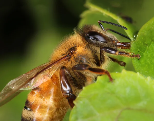 Abeja ocupada recolectando néctar —  Fotos de Stock