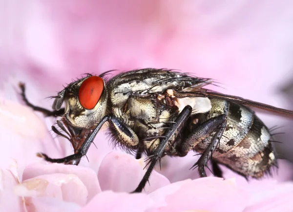 Common housefly in pink flower — Stock Photo, Image