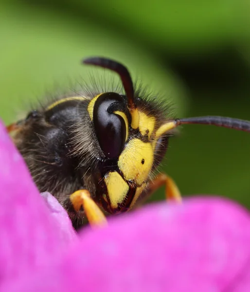 WASP face närbild makro — Stockfoto