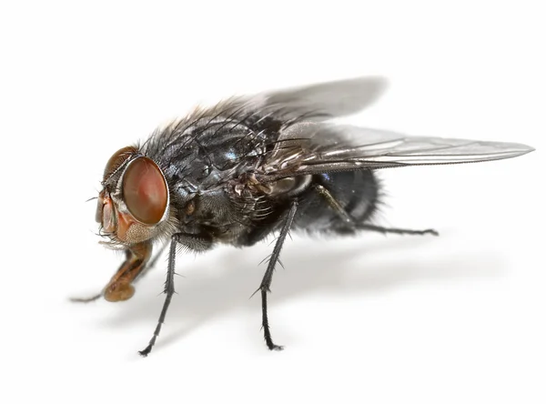 Анатомия мухи — стоковое фото