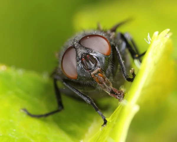 Housefly on green leaf macro — Stock Photo, Image