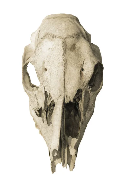 Old Animal Skull Front View Isolated White Background — Stock Photo, Image