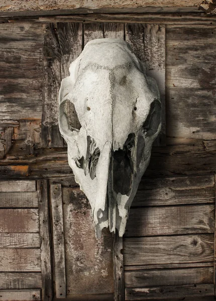 Animal Skull Decayed Rotten Wood Background — Stock Photo, Image