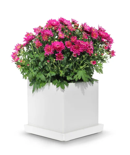 Red chrysanthemum in white pot — Stock Image Red chrysanthemum in white pot Stock Picture