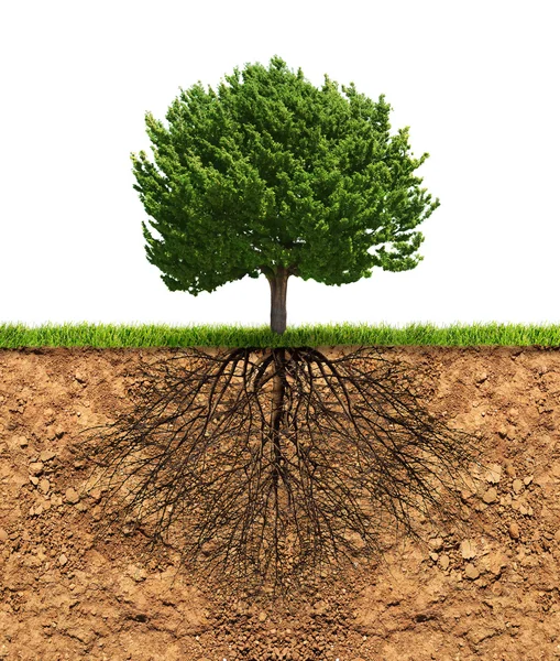 Grande árvore verde com raízes por baixo — Fotografia de Stock