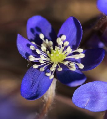 Mavi mantarı çiçek portre