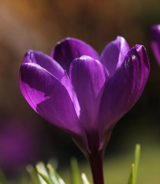 Purple crocus flower macro closeup — Stock Photo, Image