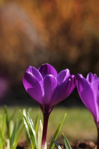 Crocus flower in garden spring feeling — Stock Photo, Image