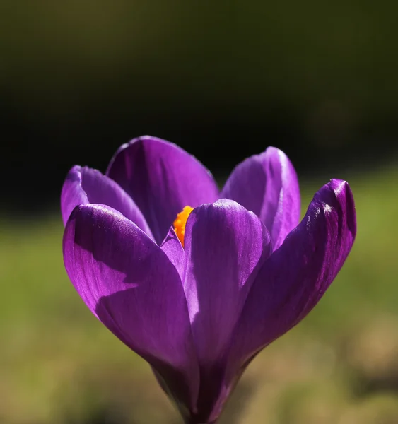 Purple spring crocus flower macro closeup — Stock Photo, Image