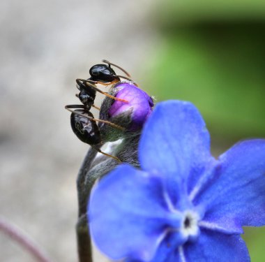 Siyah karınca Bahçe mavi çiçek tırmanma