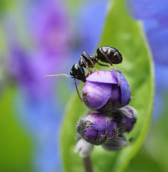 Μυρμήγκι αναρρίχηση στο πολύχρωμο άνοιξη λουλούδι — Φωτογραφία Αρχείου
