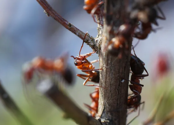 Ants in garden — Stock Photo, Image