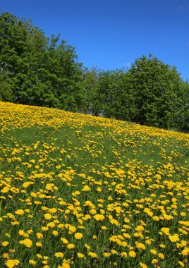 Dandelions alan çiçek açması