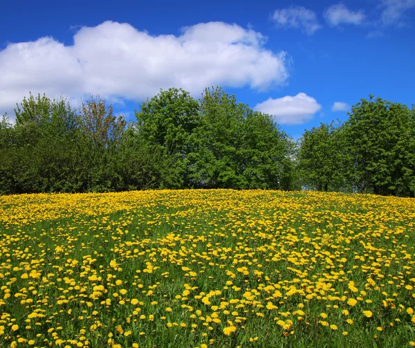 Dente-de-leão amarelo na primavera — Fotografia de Stock