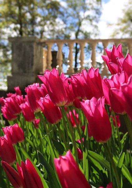 Tulipanes rojos cerca de terraza jardín —  Fotos de Stock