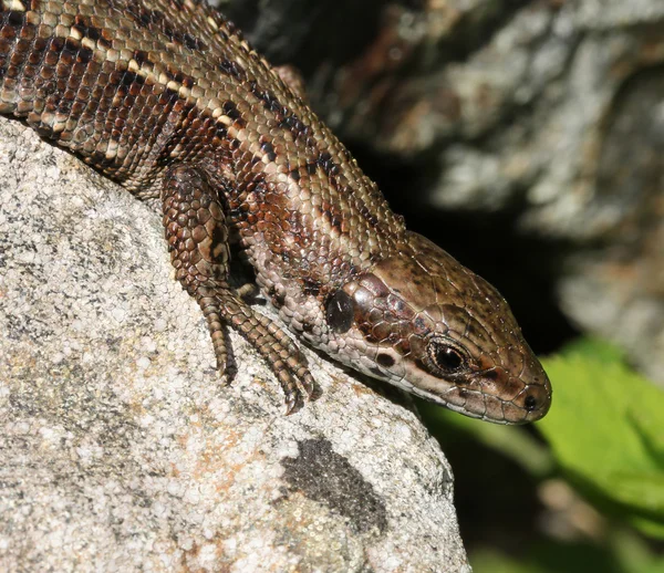 Viviparous lizard basking close-up — Stock Photo, Image