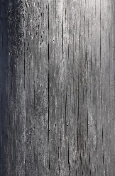 오래 된 회색 말린 나무 트렁크 나무 — 스톡 사진