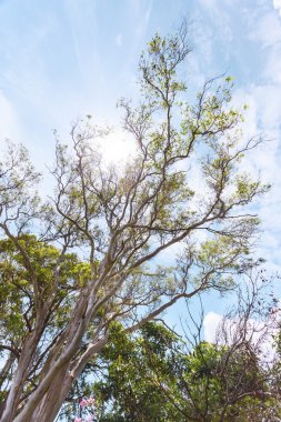güzel ağaçlar güneş ışığı geçmek icar