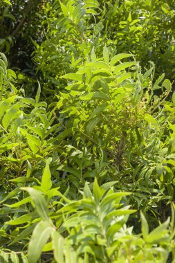 yüksek karşıtlık yeşillik