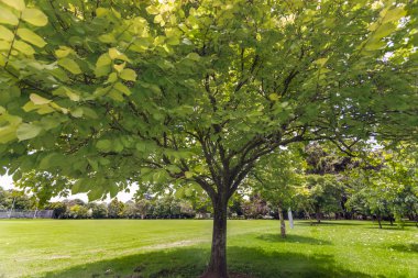 güzel bir parkta genç bir ağacın altında