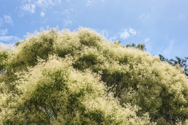 Um grande topo de árvore sob o céu — Fotografia de Stock