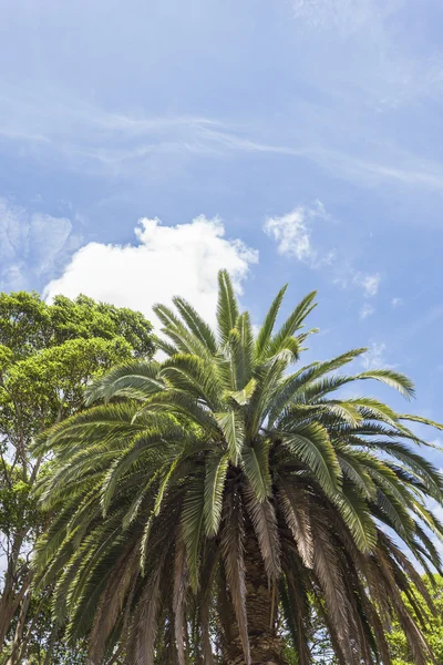 Пальмы и другие деревья — стоковое фото