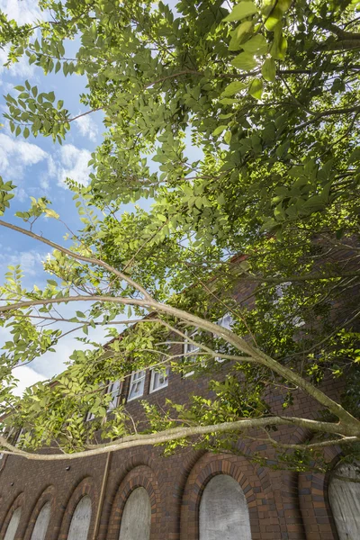 La maison et les branches — Photo