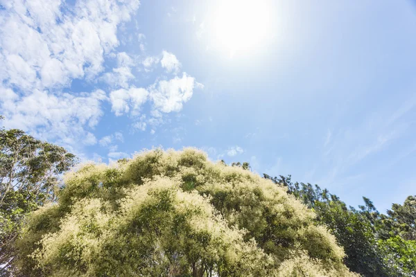 Baumwipfel eines Waldes — Stockfoto