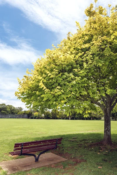 Um banco de parque abaixo de uma árvore — Fotografia de Stock