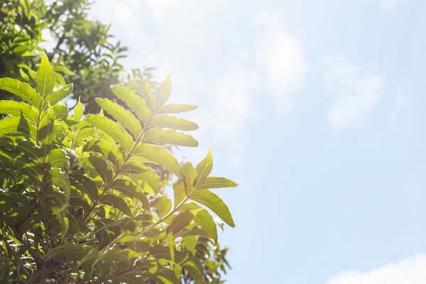 Laub von der Sonne erleuchtet — Stockfoto