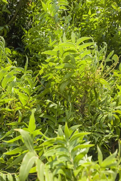 yüksek karşıtlık yeşillik